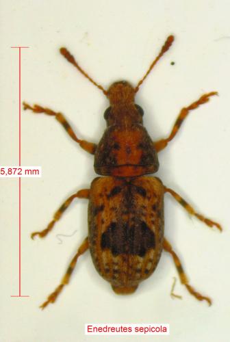 Pseudeuparius sepicola
